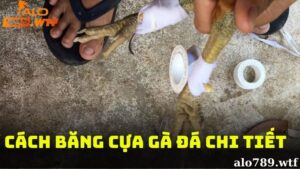 Cách bằng cựa gà đá chi tiết