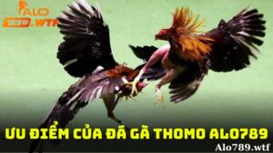 Những ưu điểm nổi bật của đá gà Thomo Alo789