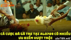 Lý Do Nên Cá Cược Đá Gà Tre Alo789 
