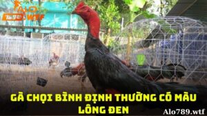 Gà chọi bình định có màu lông đen chiếm tỷ lệ 60-70%