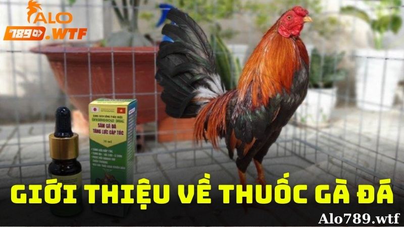 Giới thiệu tổng quan về thuốc đá gà